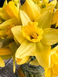 Close-up of yellow flowers blooming outdoors