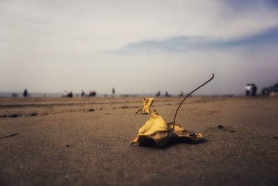 Close-up of dry leaf on sand against sky