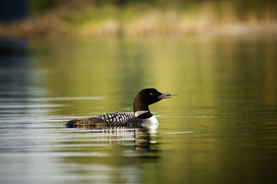 Close-up of common loon swimming in lake