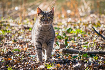 Portrait of cat standing on field