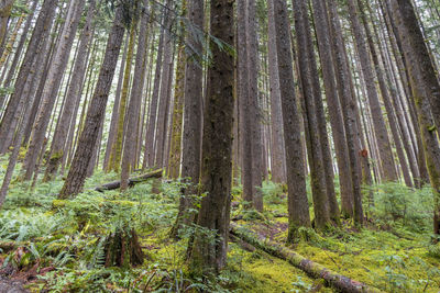 Pine trees growing in forest