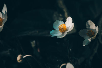 Close-up of white rose floating in water