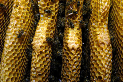 Wild bees and their honeycomb in attic of a building