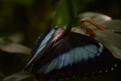 Close-up of butterfly perching on leaf