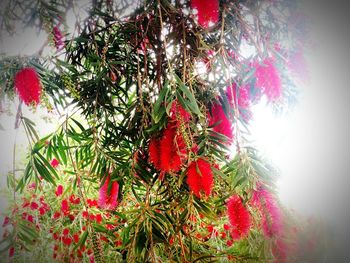 Close-up of christmas tree