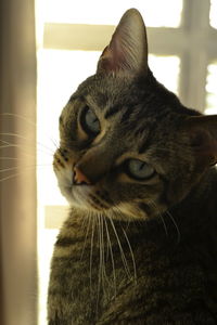 Close-up of a cat looking away