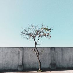 Low angle view of bare trees against clear sky