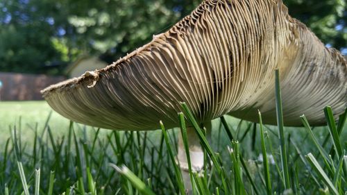 Close-up of grass in field