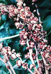 Close-up of red flowers