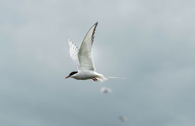 Low angle view of seagull flying