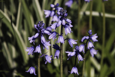 Close-up of purple flowering plants