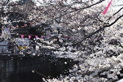 Cherry blossoms blooming on tree