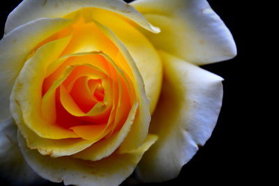 Close-up of yellow rose