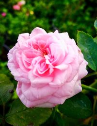 Close-up of pink rose blooming outdoors