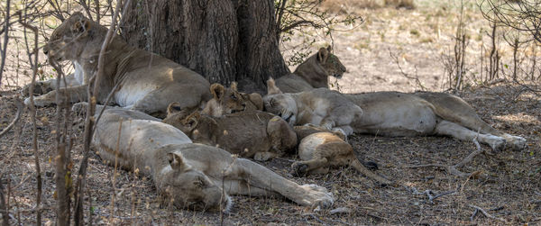 Lion family on field in forest