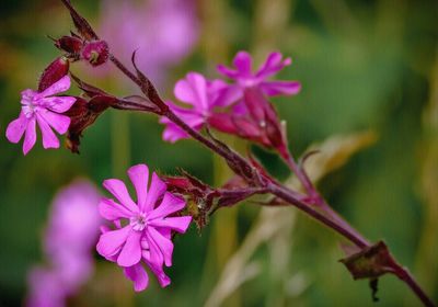 Close-up of pink flowering plant