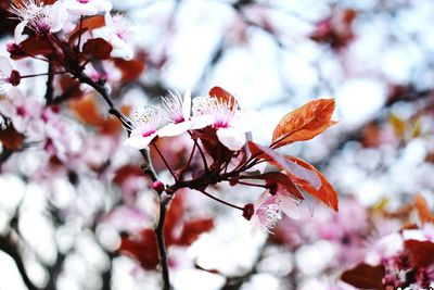 Close-up of pink flowers on branch