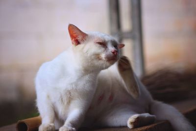cat