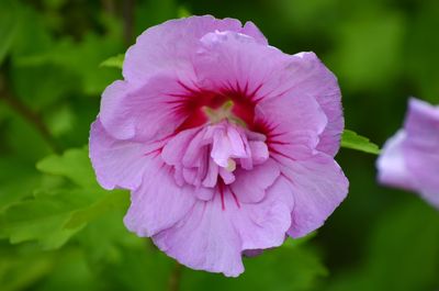 Close-up of pink hibiscus flower