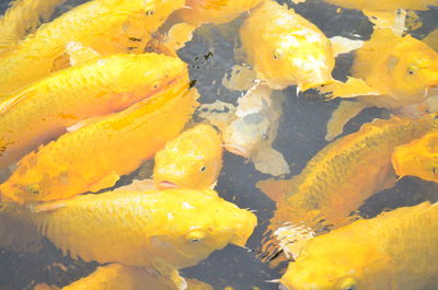 Close-up of yellow jellyfish in water