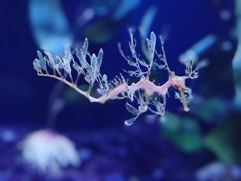 Close-up of plant in sea