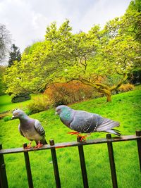 Birds perching on railing against plants