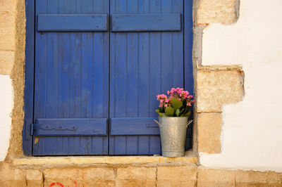 Potted plant on window