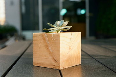 Close-up of flower against blurred background