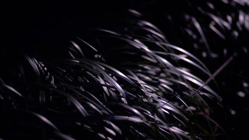 Close-up of grass on field at night