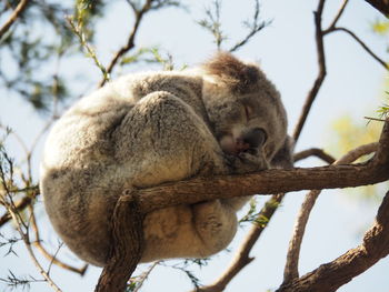 Low angle view of lion sleeping on tree