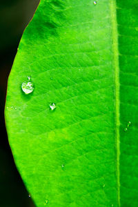 Close-up of insect on wet leaf