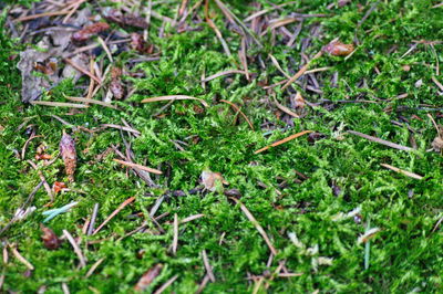 High angle view of snake on field