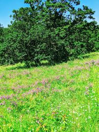 Scenic view of grassy field and trees