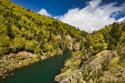 Scenic view of river amidst trees against sky