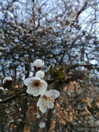 Close-up of white apple blossoms in spring