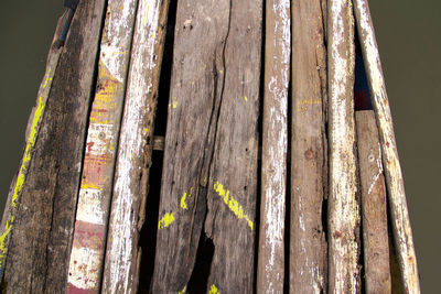 Close-up of tree trunk