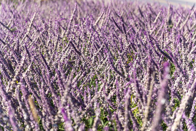 Close-up of purple flowering plants