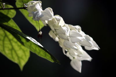 Close-up of white flowers against black background