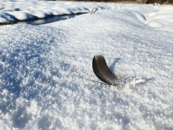 Close-up of lizard on snow covered land