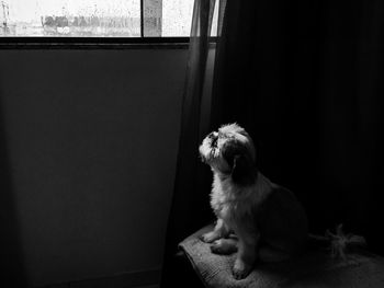 Close-up of dog sitting at home