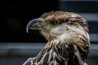 Close-up of eagle