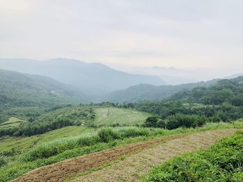 Scenic view of field against sky