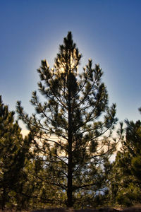 Low angle view of trees against sky