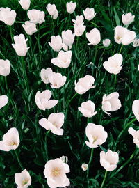 High angle view of white flowers blooming outdoors