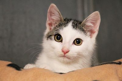 Close-up portrait of kitten