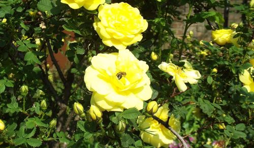 Close-up of yellow flowering plants