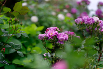 Close-up of pink flowering plant