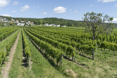 Scenic view of agricultural field against sky