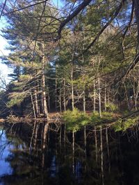 Reflection of trees in water