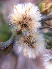 Close-up of dandelion flower